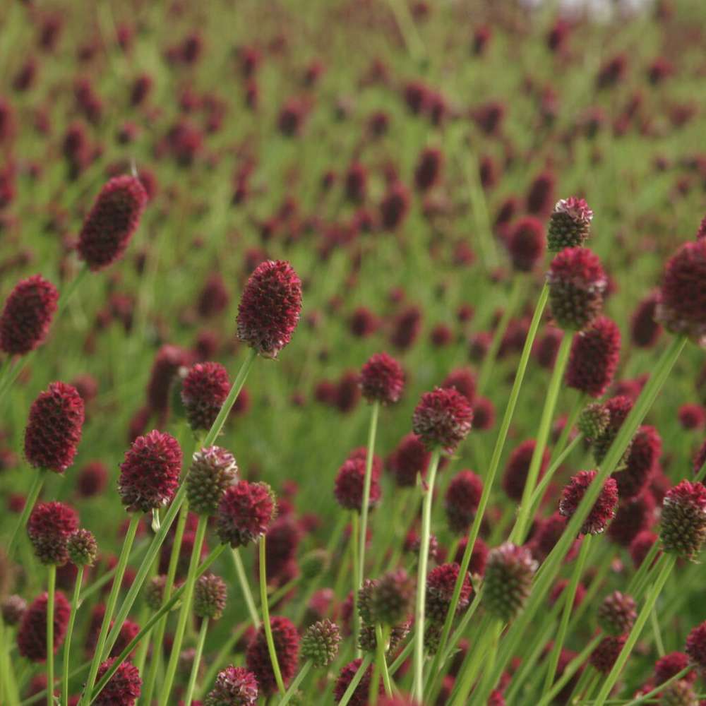 Kvæsurt 'Tanna' (Sanguisorba officinalis)